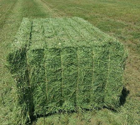alfalfa-hay.jpg