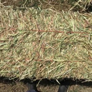 Sudan Grass Hay