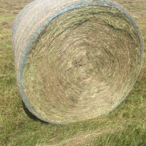 Round bale with little or no alfalfa first and second cutting